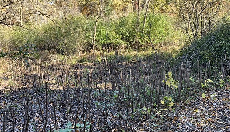 North meadow buckthorn cut