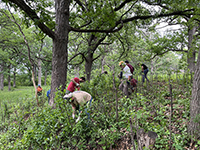Oak savanna restoration