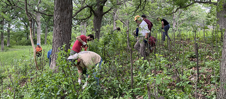 volunteers clearing buckthorn