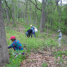 Pulling Garlic Mustard