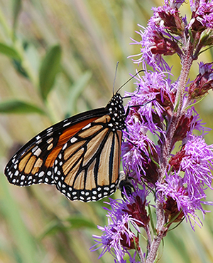 Monarch on liatris