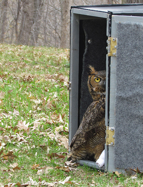 Owl rescue step 2