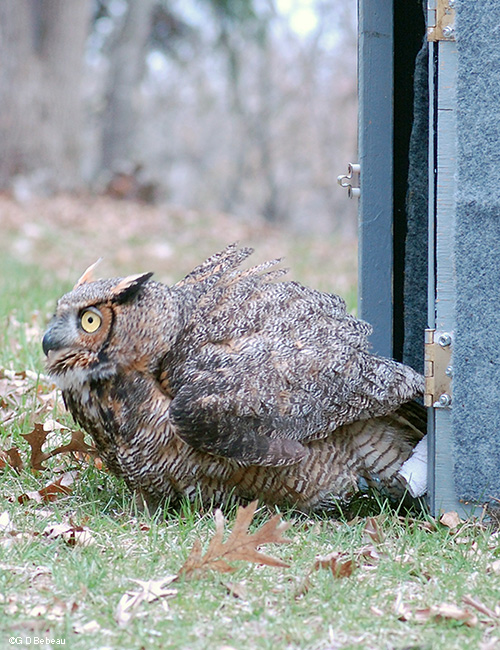 owl rescue step3