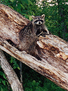 Raccoon