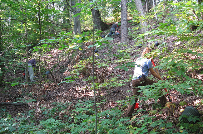 tree planting activity