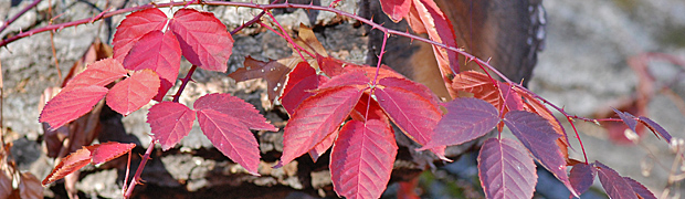 Blackberry fall leaves
