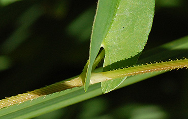 Arrow-leaved Tearthumb