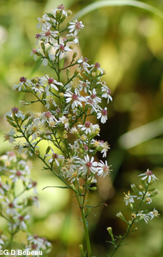 Arrow-leaved Aster