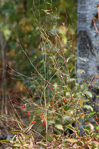 asparagus stem