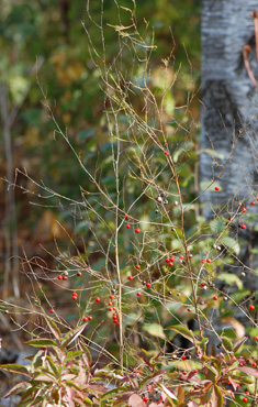 Fall Stem
