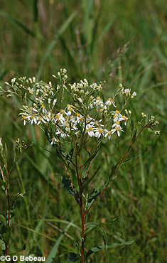 Flat-topped Aster