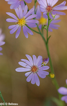Azure Aster