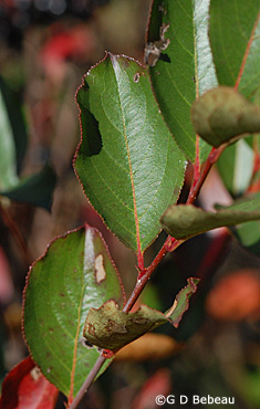 Black Chokeberry fall leaf