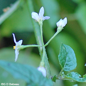 Black Nightshade flower calyx