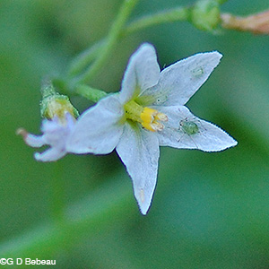 Black Nightshade flower