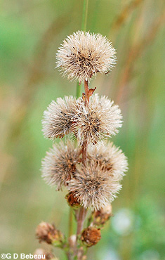 Northern Blazing Star