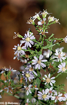 Heart-leaf Aster