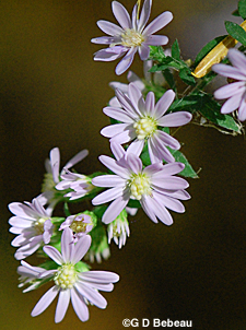 Blue Wood Aster