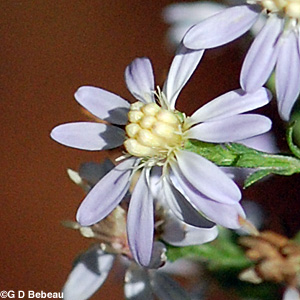 Common Blue Wood Aster flower