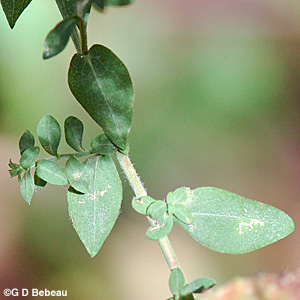 Heart-leaved Aster upper leaf