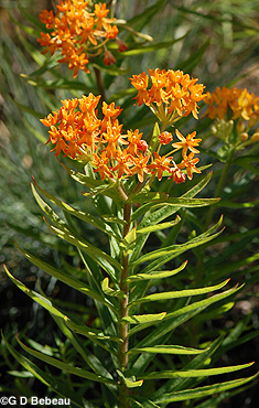 Butterfly Weed