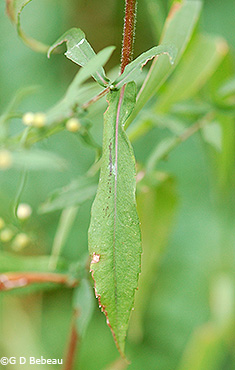 Lower leaf