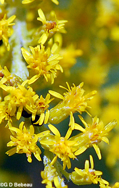Late Goldenrod flower closeup