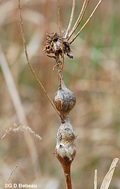 Late Goldenrod 3 galls