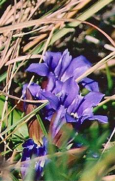 Downy Gentian