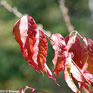 Eastern Wahoo leaf