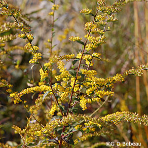 Elm-leaved Goldenrod Plant