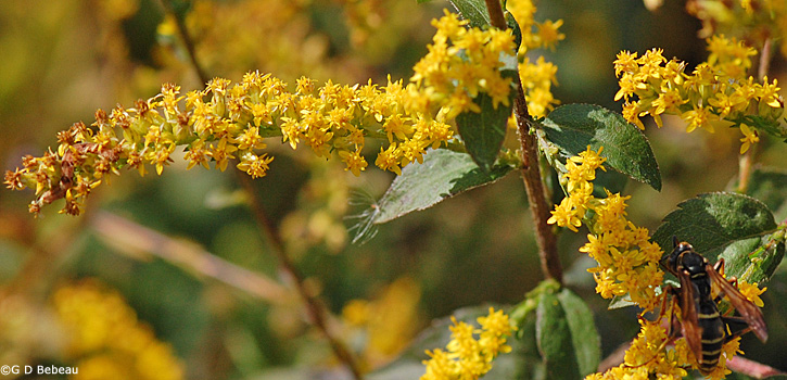 Elm-leaved Goldenrod