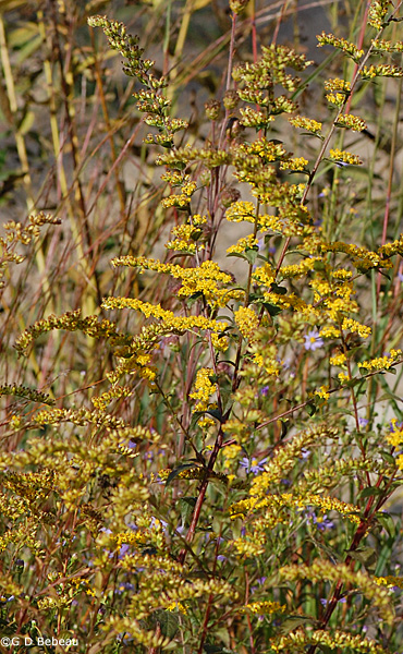 Elm-leaved Goldenrod