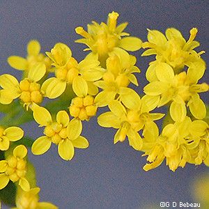 Elm-leaved Goldenrod Flowers