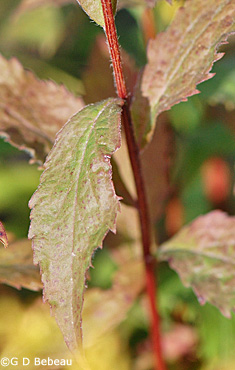 Elm-leaved goldenrod stem