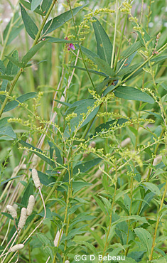 Elm-leaved goldenrod early growth