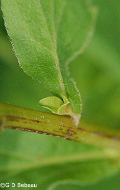 Elm-leaved Goldenrod leaf