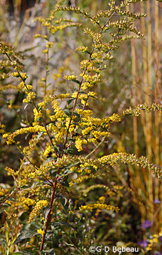 Elm-leaved Goldenrod