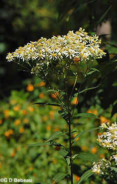 Flat-top Aster