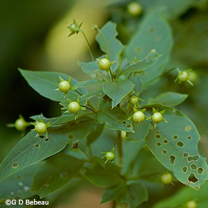 Fringed Loosestrife Berry