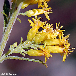 Gray Goldenrod flower closeup