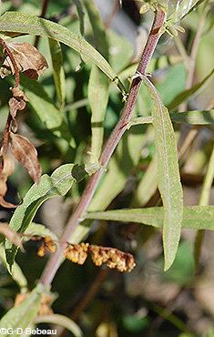 Gray Goldenrod leaf