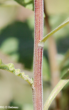 Gray Goldenrod stem