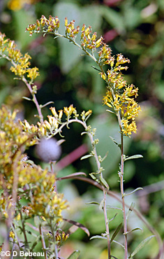 Gray Goldenrod