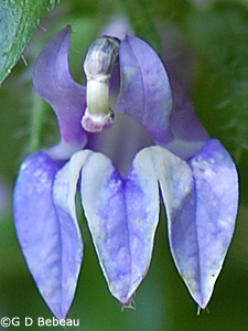 Great Blue Lobelia flower