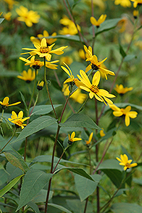 Jerusalem artichoke