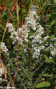 Many Flowered Aster