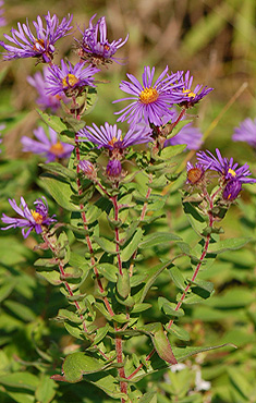 New England Aster floral array