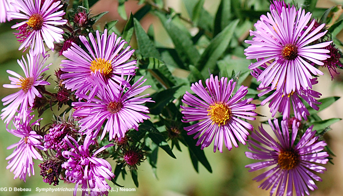 New England aster rose flowers