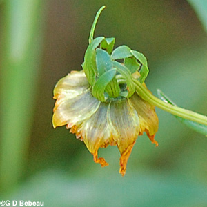 Nodding Bur Marigold bracts